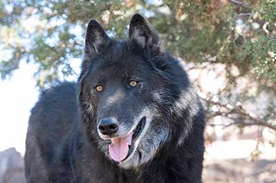 Thunder, a wolf-dog resident of the United States Wolf Refuge