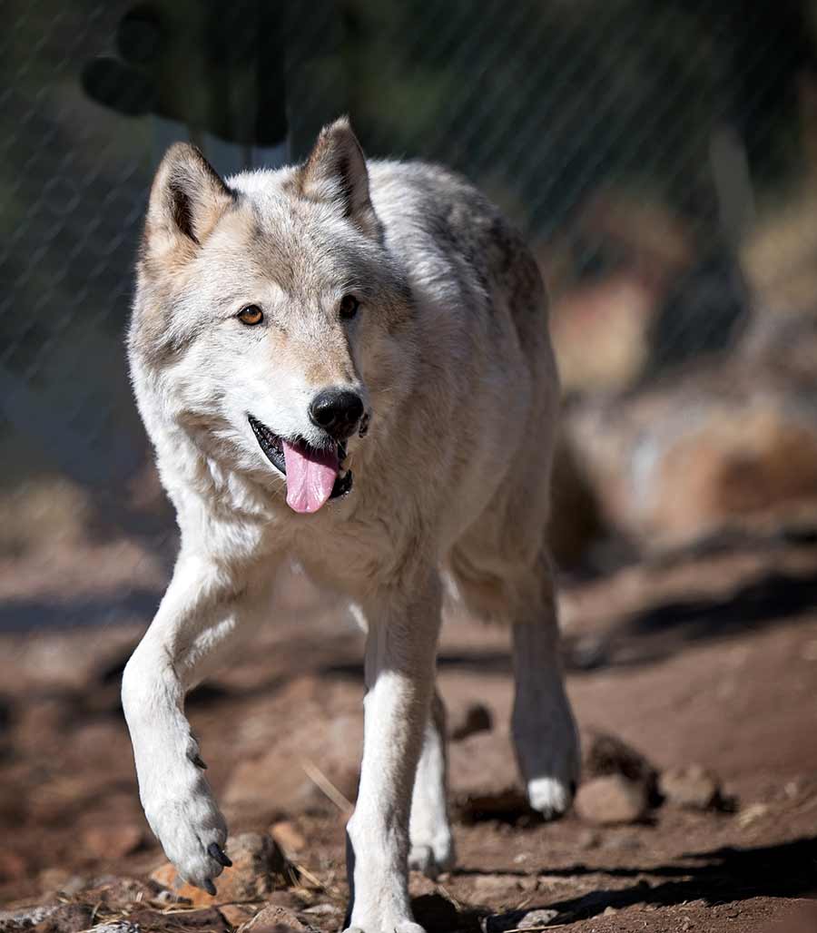 Pheonix, a wolf-dog resident of the United States Wolf Refuge
