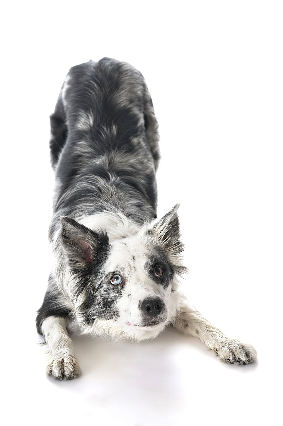 Cute photo of a border collie
