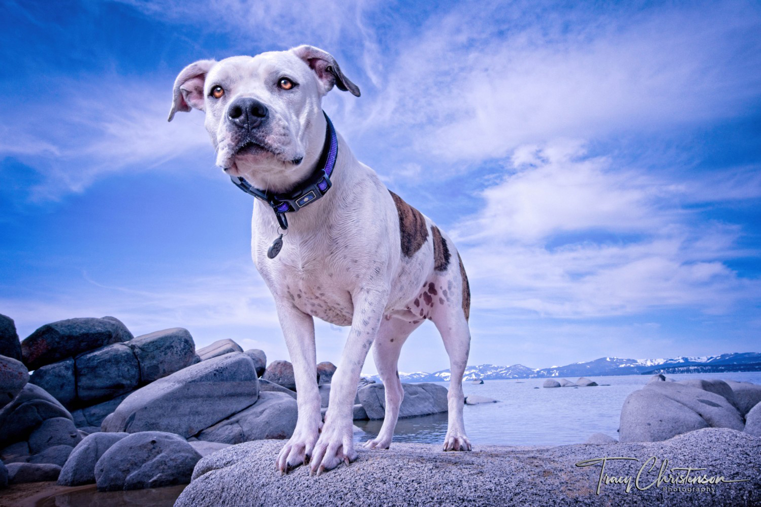 Cute dog standing on a rock at Lake Tahoe