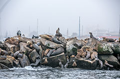 Seals