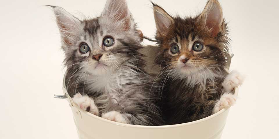 kitten photo