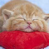 kitten