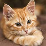 cutest kitten!