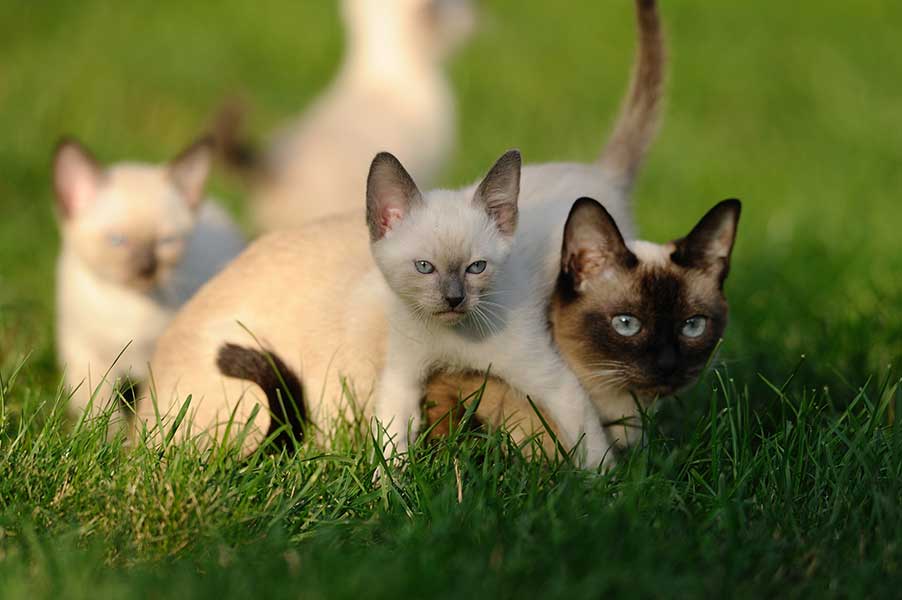 Kitten 3
