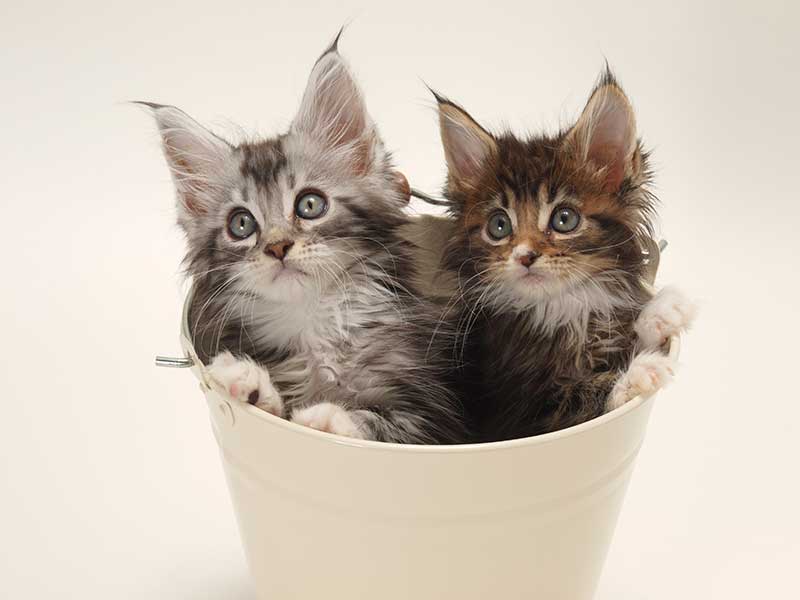 kitten