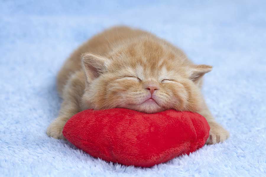 kitten