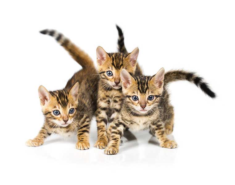 kitten