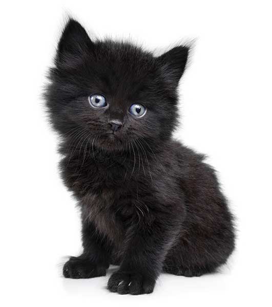 kitten
