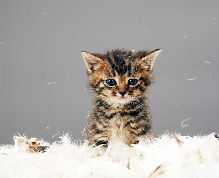 kitten