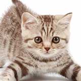kitten!