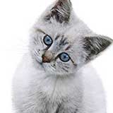 kitten!