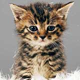 kitten!