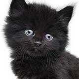 kitten!