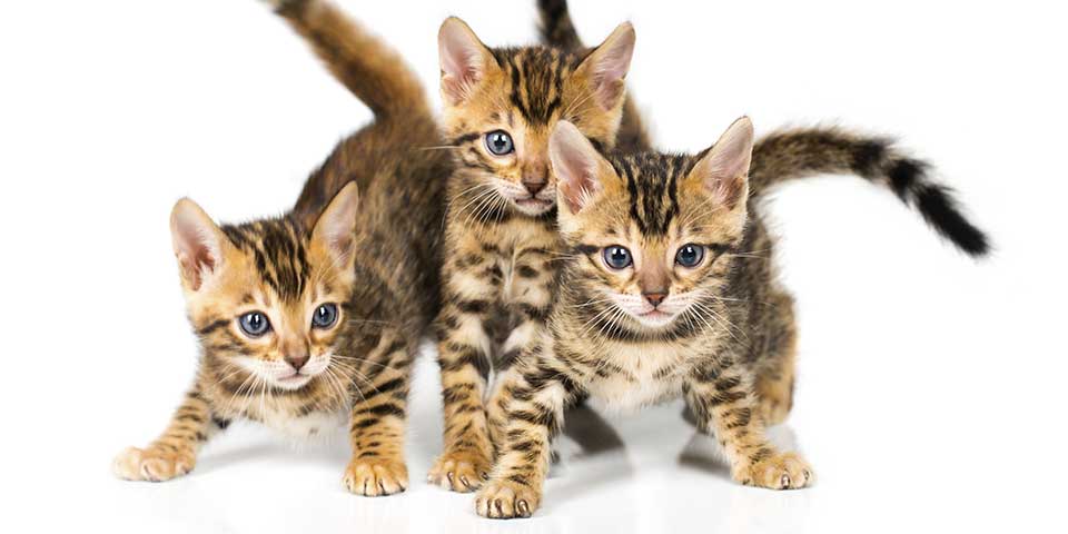 kitten photo
