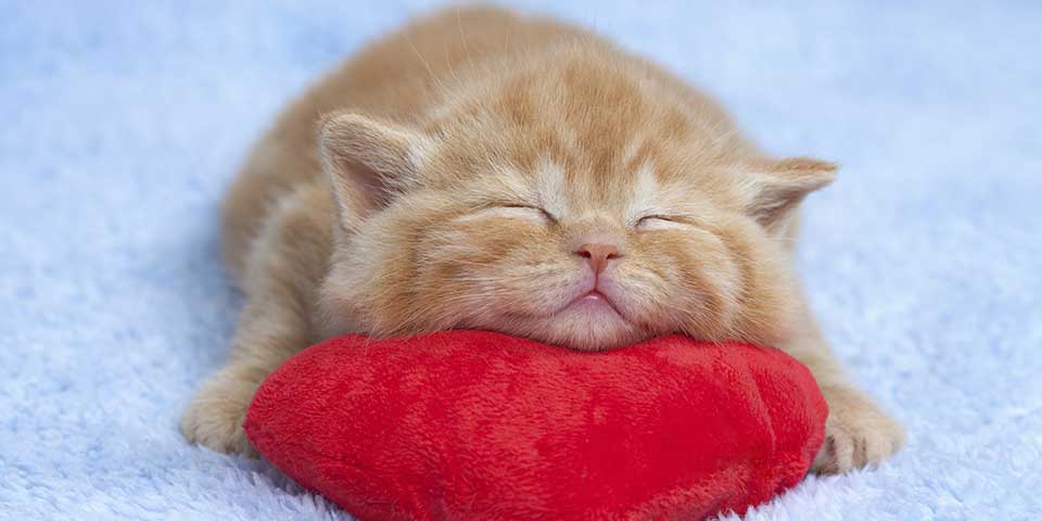 kitten photo