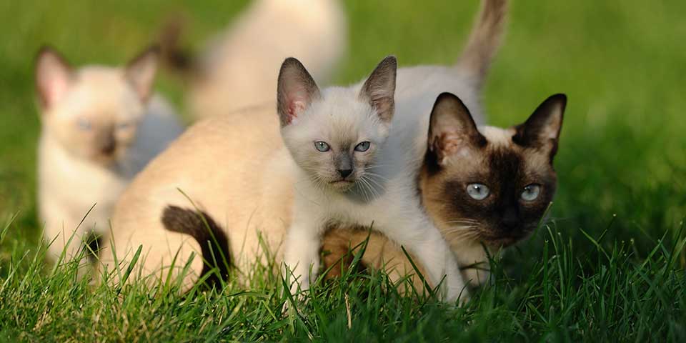 kitten photo