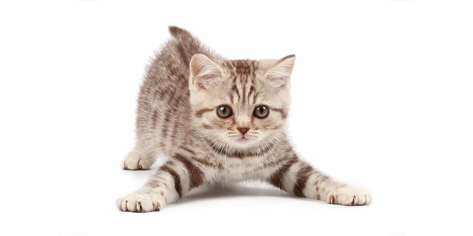 kitten