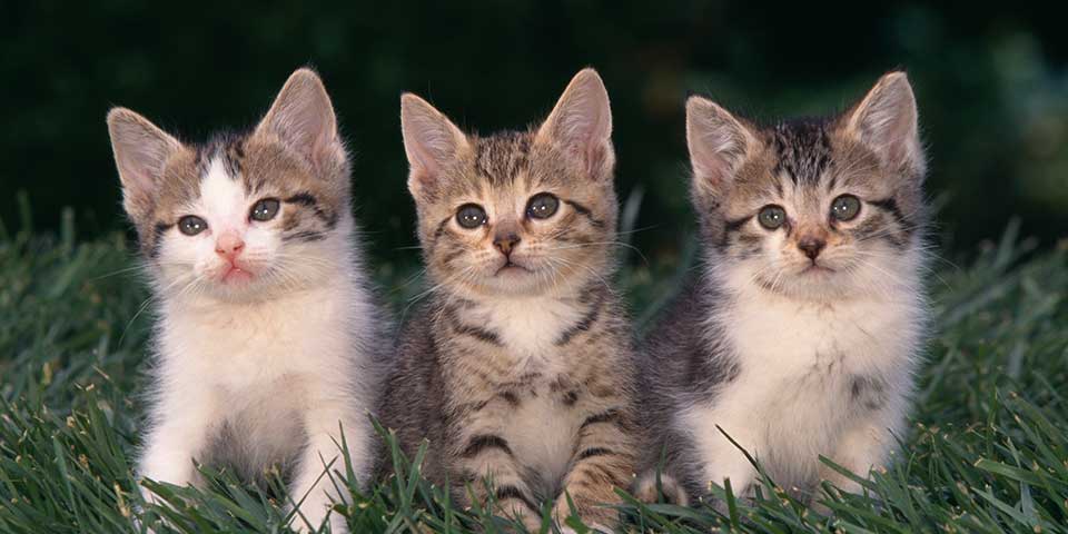 kitten