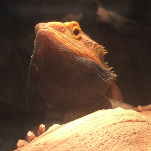 Picture of a bearded dragon