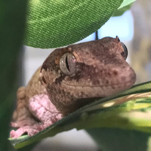 Picture of a gargoyle gecko