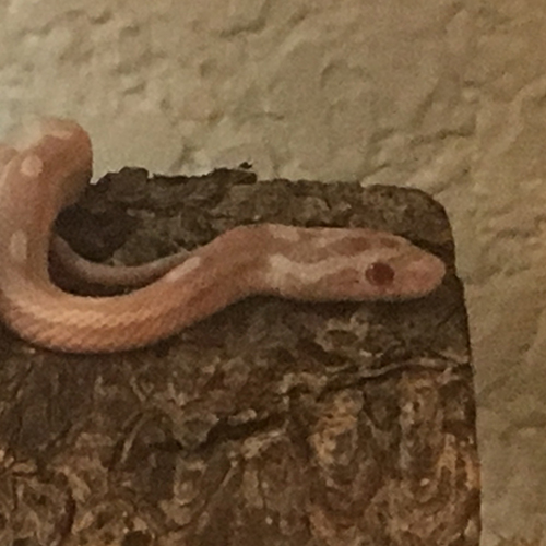 Picture of a corn snake