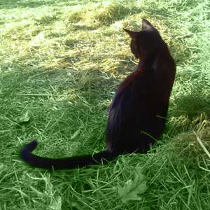 image of black cat sitting on grass