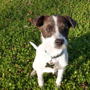 image of small white dog sitting on grass