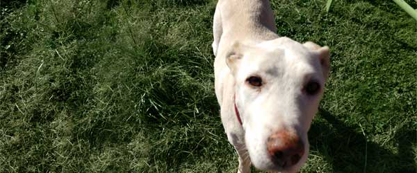 image of large white dog looking at camera