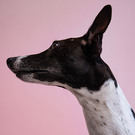 dog with it's ears perked up