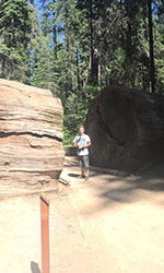 Pathway with tree fallen over the pathway. Tree is cut into a section for path