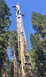 Burned up looking tree, still standing, holes through all of log