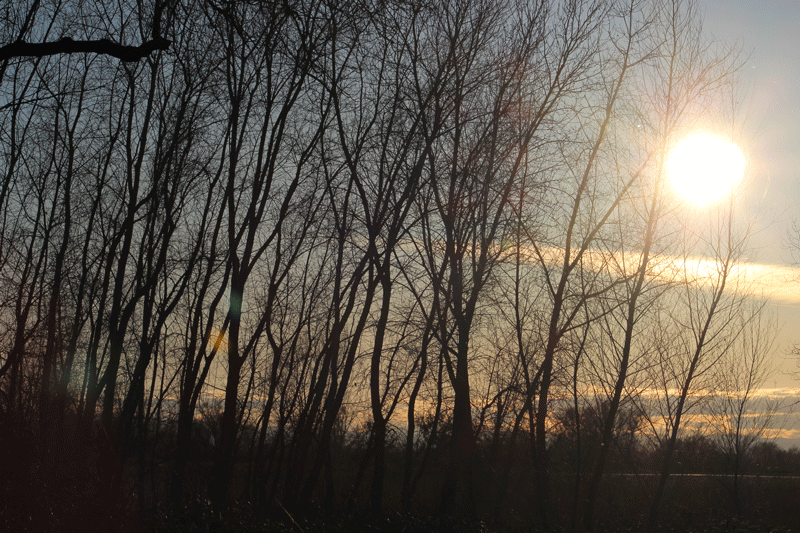 A soft sunset coming through trees.
