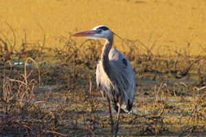 A Great Blue Heron standing on wetland. 