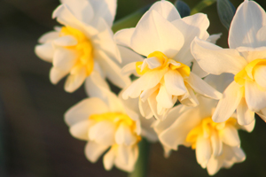 Double daffodils white and yellow with a double ruffle in the center.