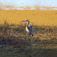 A Great Blue Heron is standing on a wetland.