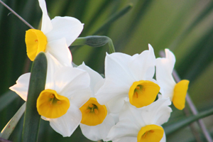  Wild Trumpet daffodils white and yellow in color.