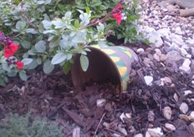 Frog House
