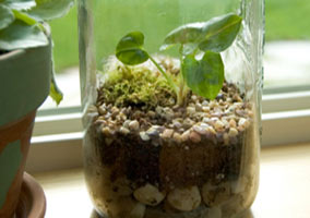 Terrarium