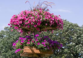 Vertical Garden