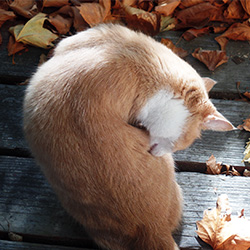 A cat licking himself on the deck
