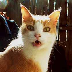 A close up of a cat meowing