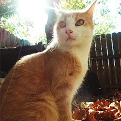 A cat sitting up right in the sun