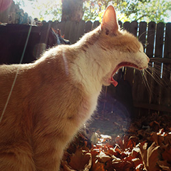 A cat yawning