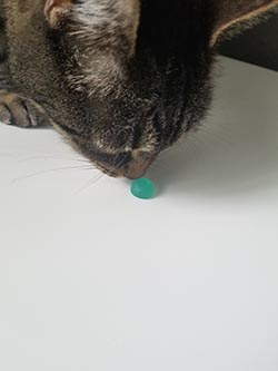 cat not liking candy