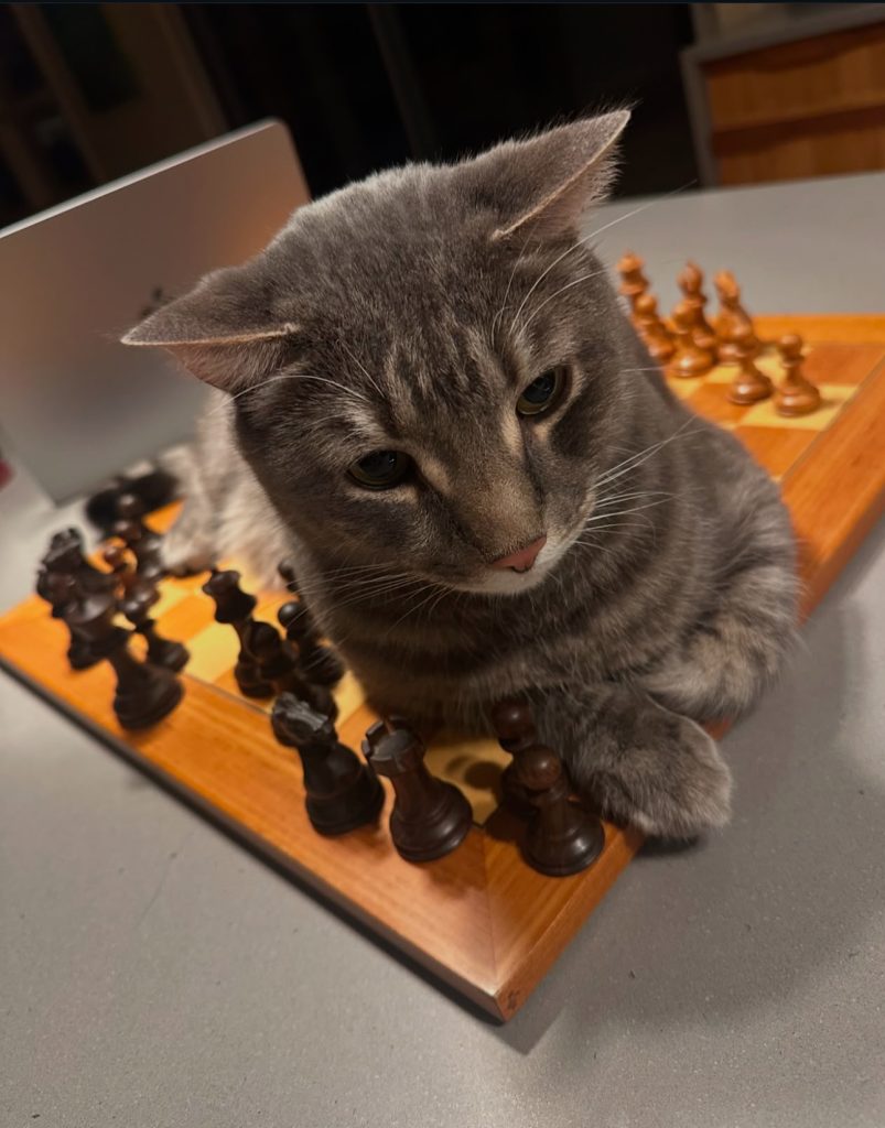 Picture of Toonces the cat playing chess.